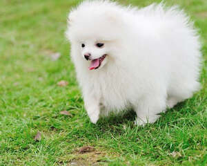 偏食对博美犬的影响