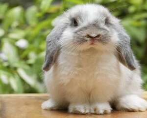 如何养宠物兔?宠物兔饲养须知