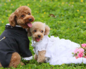 狗狗毛色改变是怎么回事