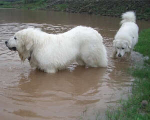 大白熊犬的性格特点