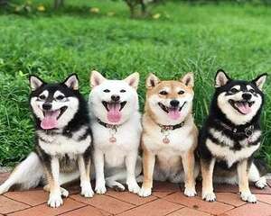 为什么白色柴犬是最少的？