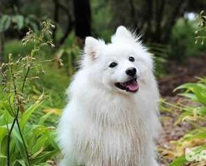 刚接回家的狗狗都有哪些注意事项？