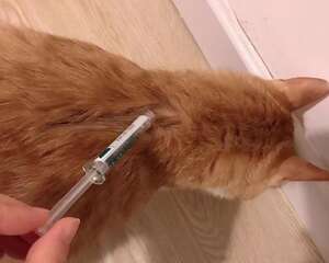 如何给猫咪驱虫？猫咪驱虫药选错就后悔吧！