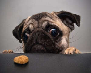 怎样挑选健康的巴哥犬