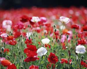 虞美人的花语：生离死别、悲歌