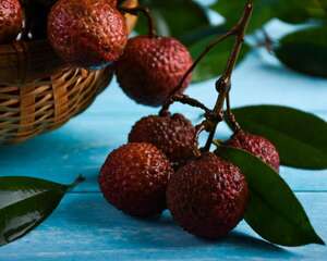 荔枝上火是什么原因