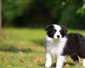 如何预防犬风湿症