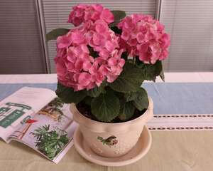 绣球好养吗，什么品种好养