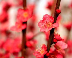 梅花换盆需要注意什么