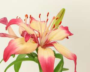 百合花珠芽怎么处理