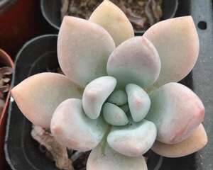 多肉植物奥普琳娜的冬季养护
