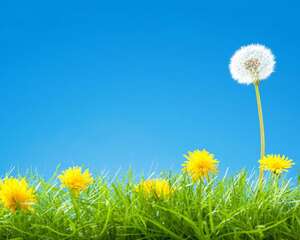 蒲公英的功效与作用及食用方法