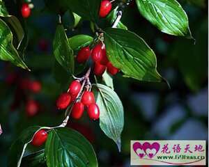 茱萸的花语：辟邪和去灾