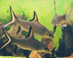 银鲨的喂食要点