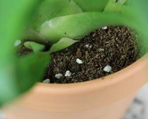 鸿运当头夏天怎么养