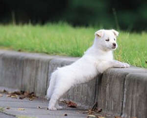 犬心丝虫预防药物的选择方法