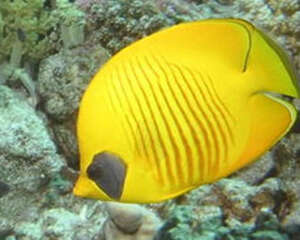 黄色蝴蝶鱼的饲养环境