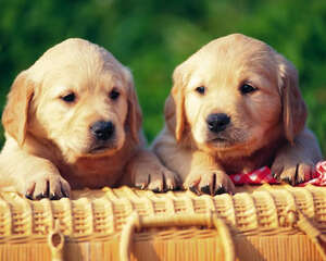 火车托运宠物的注意事项