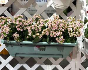 “长寿花”开满盆并不难，勤“砍”枝头，花开的拦不住