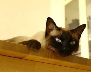 猫为什么会喜欢呆在高处
