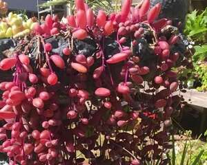 多肉立秋长最快，这么养，10天窜到1米长！