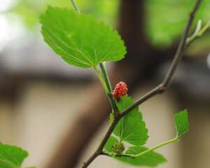 桑葚怎么养长的好