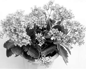 迎春花卉———长寿花