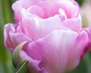 教你识别郁金香——重瓣型