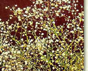 小花朵朵  满天星