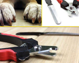 给狗狗剪甲的相关注意事项