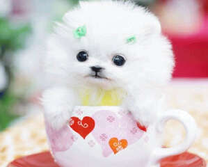 茶杯犬好养活么？