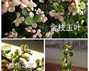 金枝玉叶 雅乐之舞 雅乐之华 区别