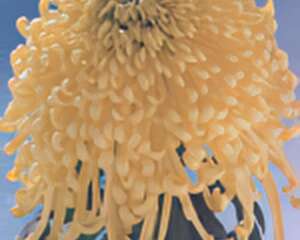黄莺翠