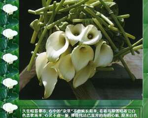 马蹄莲–白色之恋