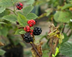 桑葚吃多了会怎么样