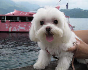 狗狗牙齿松动的原因有哪些