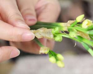 水仙的花语和寓意，有什么传说故事
