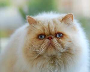 波斯猫和加菲猫哪个好？波斯猫好还是加菲猫好？