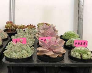 DIY多肉小盆栽