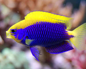 史氏金翅雀鲷的品种简介