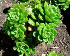蒂亚（绿焰）Sedeveria Letizia