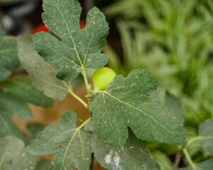 无花果几月成熟，无花果怎么保存