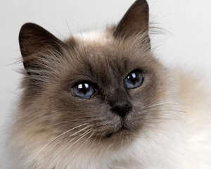 如何为脱水猫咪进行补液