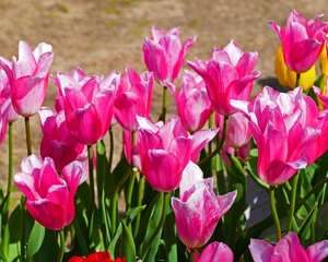 水培郁金香多久能开花