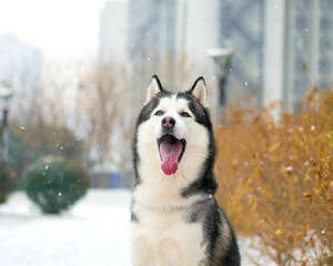 哈士奇幼犬如何喂养