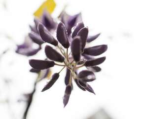 紫藤为什么不开花