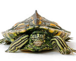 黄斑地图龟的生活环境介绍