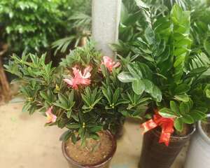 茶花落蕾怎么办