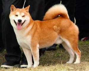 网红神烦狗秋田被禁养？