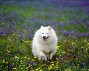 春季狗狗养护之游山玩水